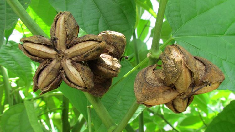 Plukenetia Volubilis Fruit