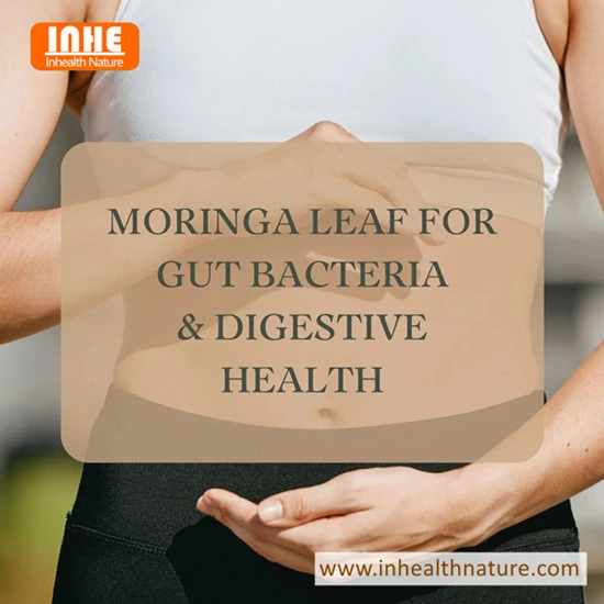 Is Moringa Extract Powder Good for Gut Health