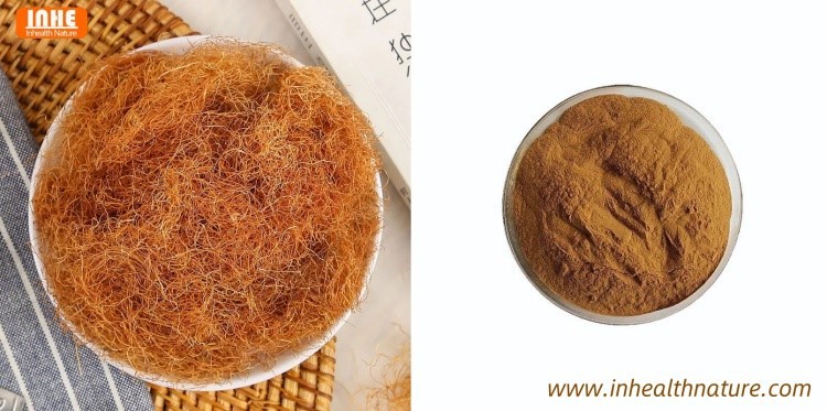Corn Silk and Corn Silk Extract