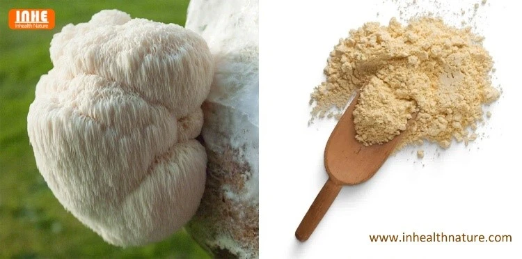 Hericium Erinaceus and Lions Mane Mushroom Powder